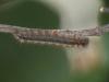 Lasiocampa quercus